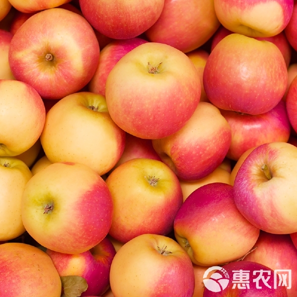 小苹果台州版小苹果太空白官网