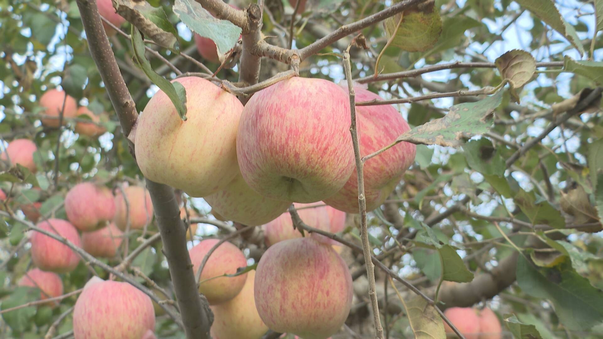 小苹果台州版小苹果太空白官网-第2张图片-太平洋在线下载